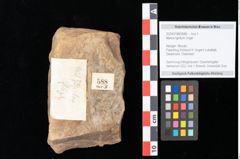 Foto (Objekt + Etikett) von Myrica lignitum Unger (NHMW-GEO-2024-0188-0588)